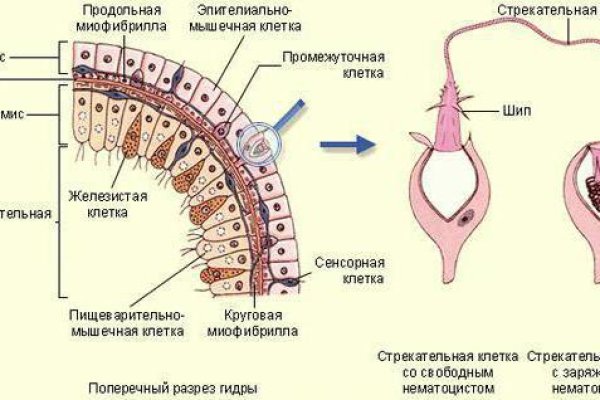 Мега вход тор